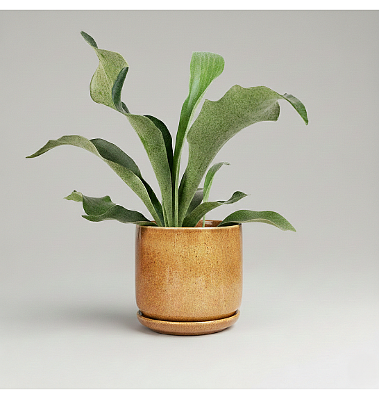 Platycerium bifurcatum; Ø12 cm