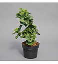 Dvokrpi ginko Troll