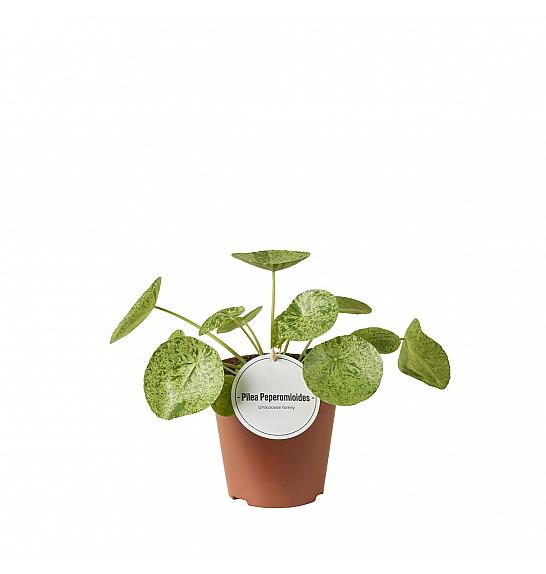 Pilea peperomoides Mojito ; Ø13 cm