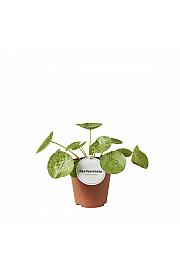 Pileja Mojito