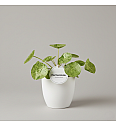 Pileja Mojito