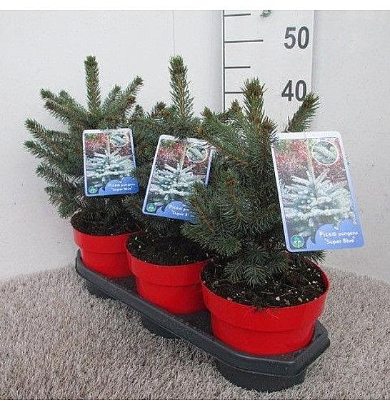 Picea pungens Super Blue C5 Lit. 30-40 cm