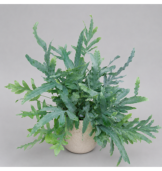 Phlebodium Aureum Blue Star; Ø12 cm