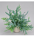 Praprot Blue Star