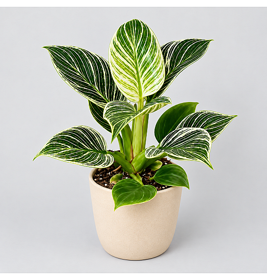 Philodendron white wave; Ø11 cm