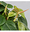 Filodendron srčastolisti
