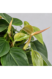 Filodendron srčastolisti