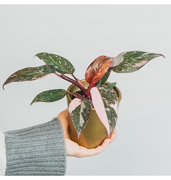 Philodendron Pink Princess Marble; Ø9 cm
