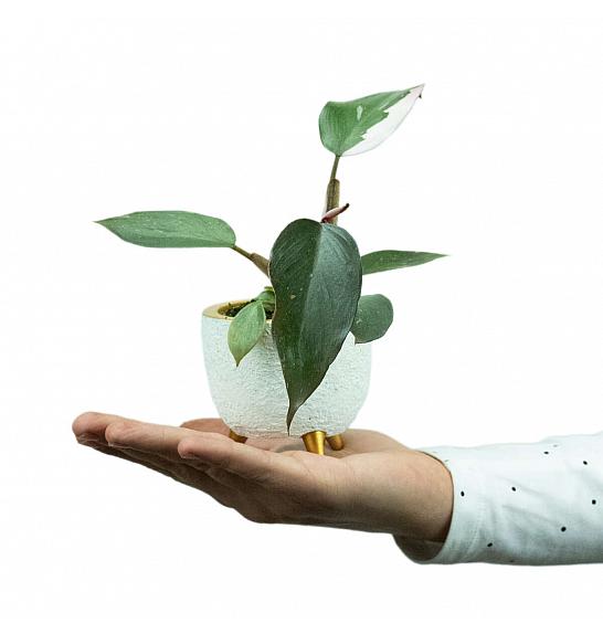Philodendron Pink Princess; Ø6 cm