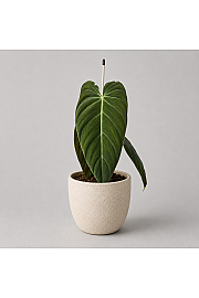 Filodendron Melanochrysum - Reši me