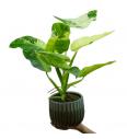 Filodendron Jose Buono