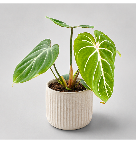 Philodendron Gloriosum Zebra; o12 cm
