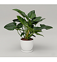 Filodendron Green Beauty