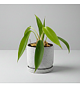 Filodendron 69686