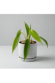 Filodendron 69686