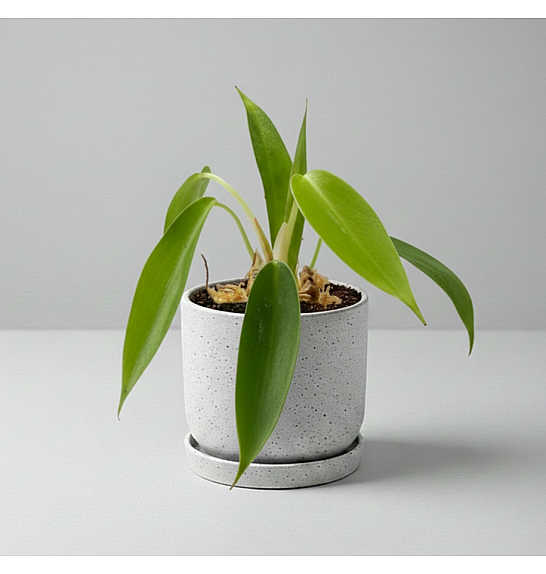 Philodendron 69686; Ø7 cm