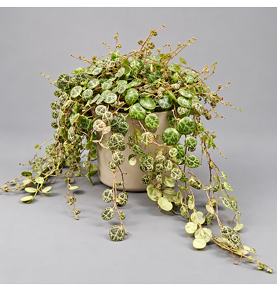 Peperomia prostrata String of Turtles; 11 cm