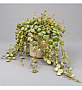 String of Turtles