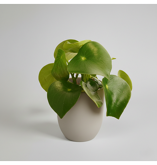 Peperomia polybot 'Raindrop'; Ø12 cm