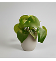 Peperomija polybot 'Raindrop'