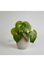 Peperomija polybot 'Raindrop'