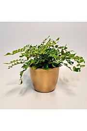 Gumbasta praprot - S
