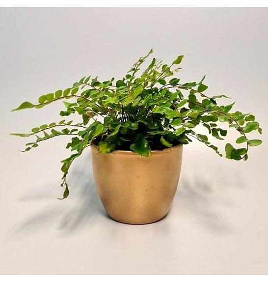 Pellaea rutondifolia; Ø8,5 cm