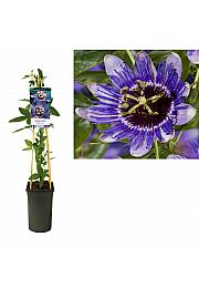 Pasijonka 'Purple Haze'