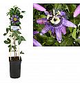 Pasijonka 'Betty Miles Young'