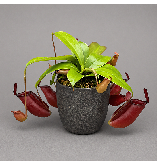 Nepenthes Mix; Ø12 cm