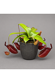 Nepenthes
