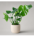 Monstera deliciosa - L