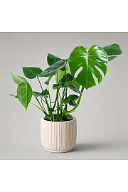 Monstera deliciosa - L