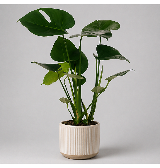 Monstera deliciosa; Ø14 cm
