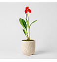 Masdevallia ignea