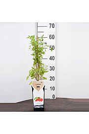 Goji jagode