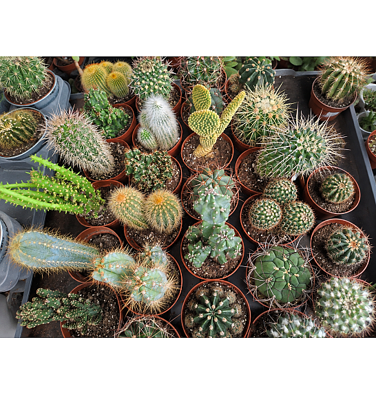 Kaktus mix standard; Ø8,5 cm