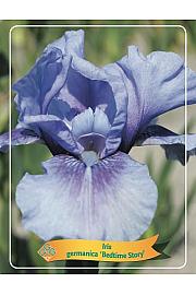 Iris germanica Bedtime Story
