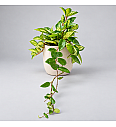 Hoya - Carnosa