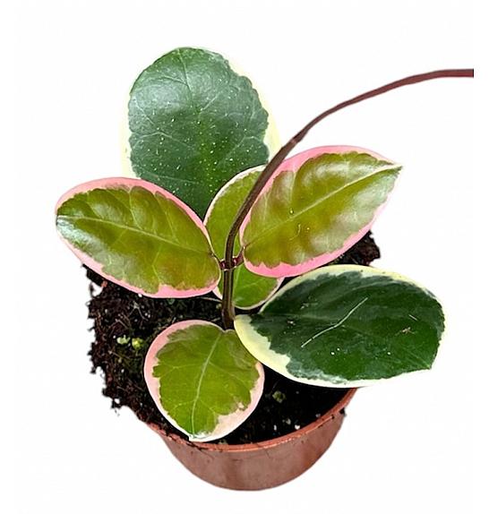 Hoya australis Blondie; Ø12 cm