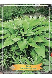 Hosta Marmelade on Toast