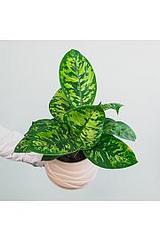 Homalomena Camouflage