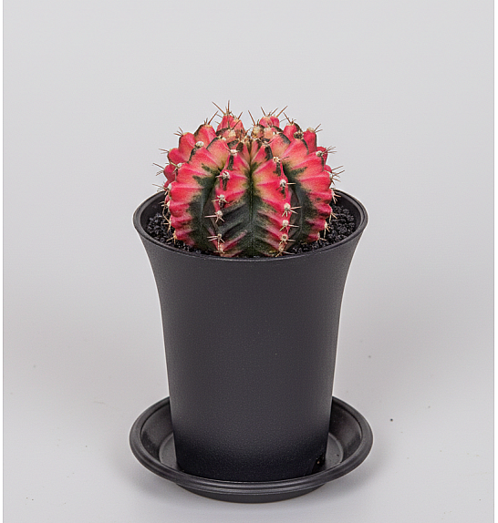 Gymnocalycium mihanovichii 'Variegata' – Ø8 cm