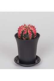 Gymnocalycium mihanovichii Variegata