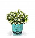 Ameriška borovnica BrazelBerry® 'Berry Bux'®