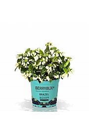 Ameriška borovnica BrazelBerry® 'Berry Bux'®