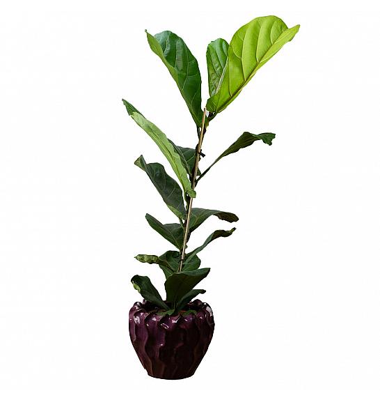 FICUS LYRATA Ø17;