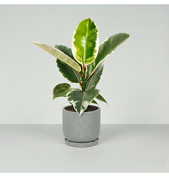 FICUS ELASTICA TINEKE; Ø17