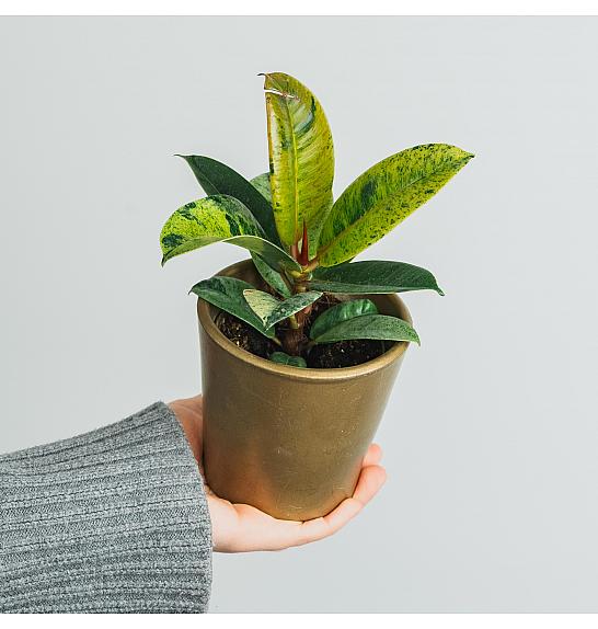 Ficus elastica Shivereana variegata; Ø9 cm