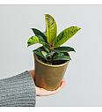 Fikus Shivereana variegata